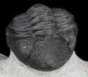 Detailed, Phacopid Trilobite - Great Eyes #36488-1